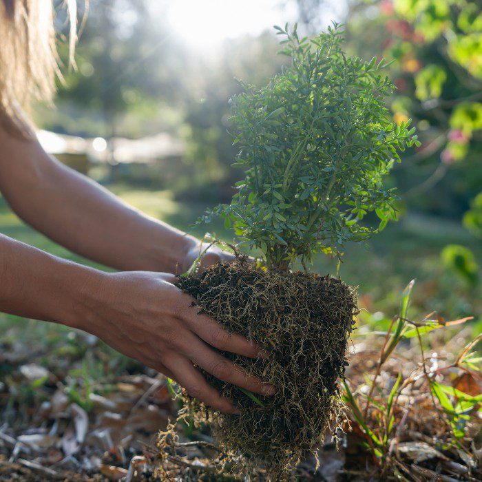 Close-up on a woman planting a tree