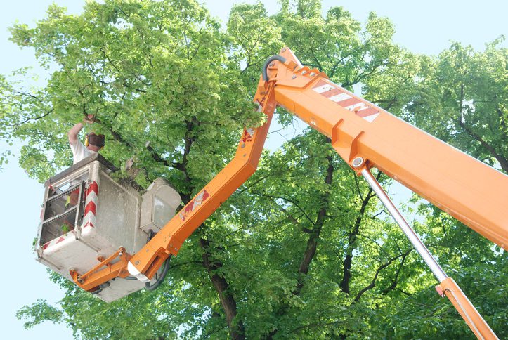 Tree trimming